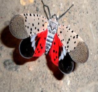 Spotted Lanternfly1