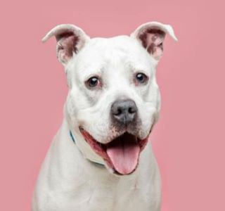 Adopt a Shelter Pet-Maci-resized