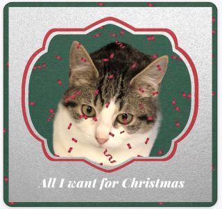 Animal Shelter-December promo 3-resized.jpg
