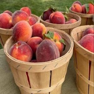 Peach Party 1 resized