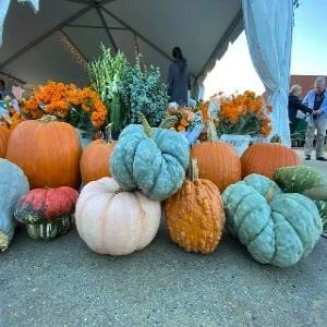 Farmers Market Squash Day 2