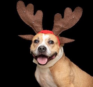 animal shelter December 2023 promo