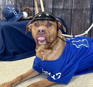 Animal Shelter-Rusty resized