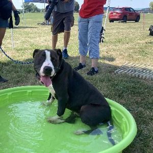 Clear the Shelter Open House promo 3 resized