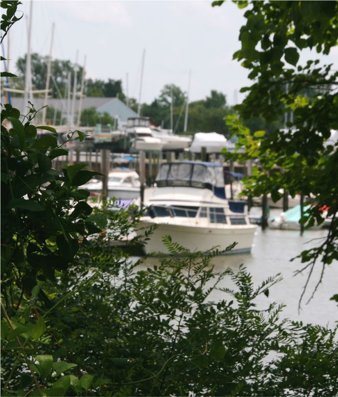 A boat docked seen through brush and trees