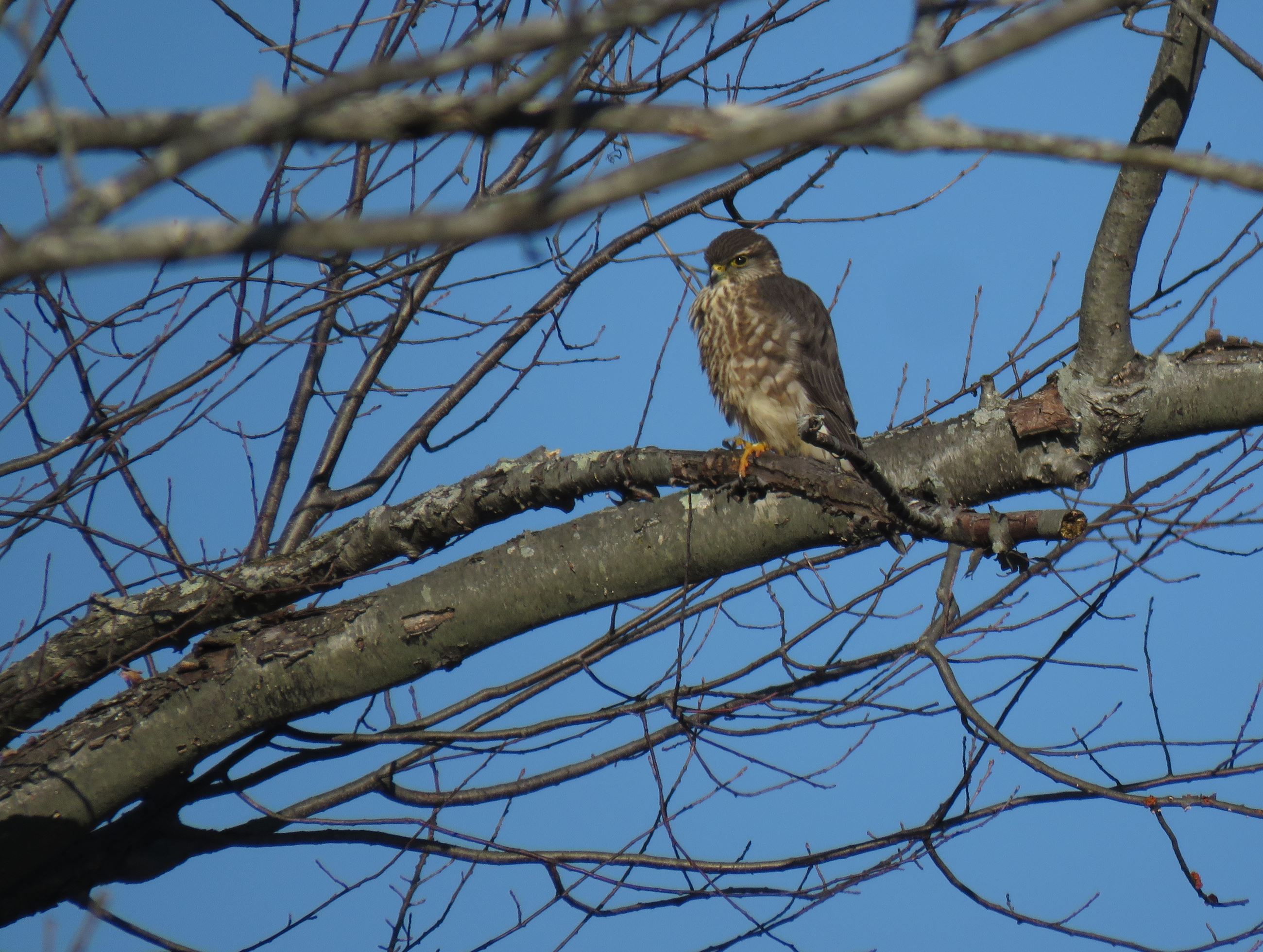 Rainbow Meadow Park-merlin (002)