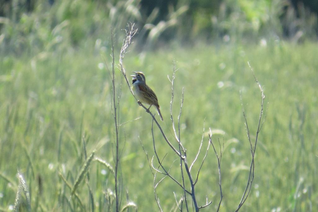 Rainbow Meadow Park-dickcissel